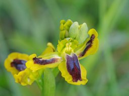 Ophrys_lutea__spales_labellisants_Carcavelos